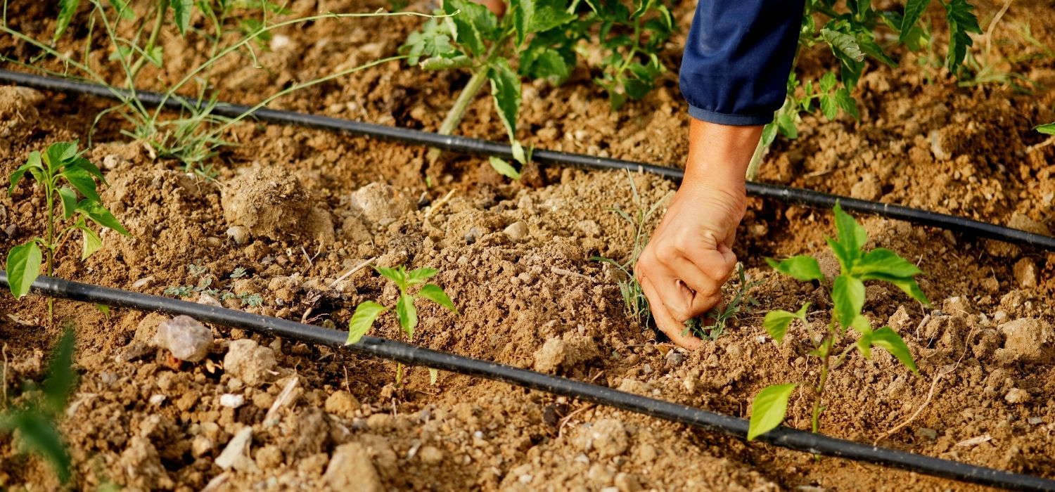 Ergünbaş Pipe